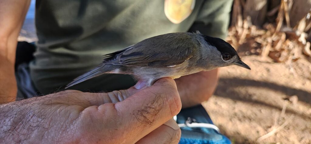 Curruca capirotada con anilla belga