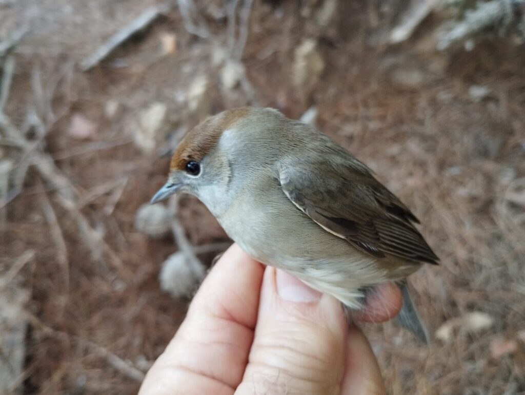 Curruca capirotada, hembra