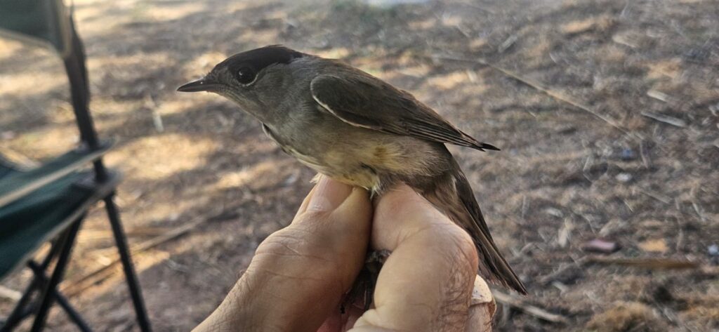Curruca capirotada macho