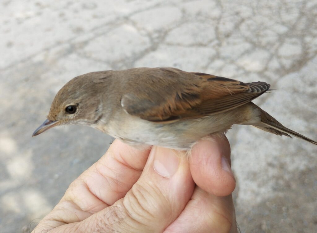 Curruca zarcera