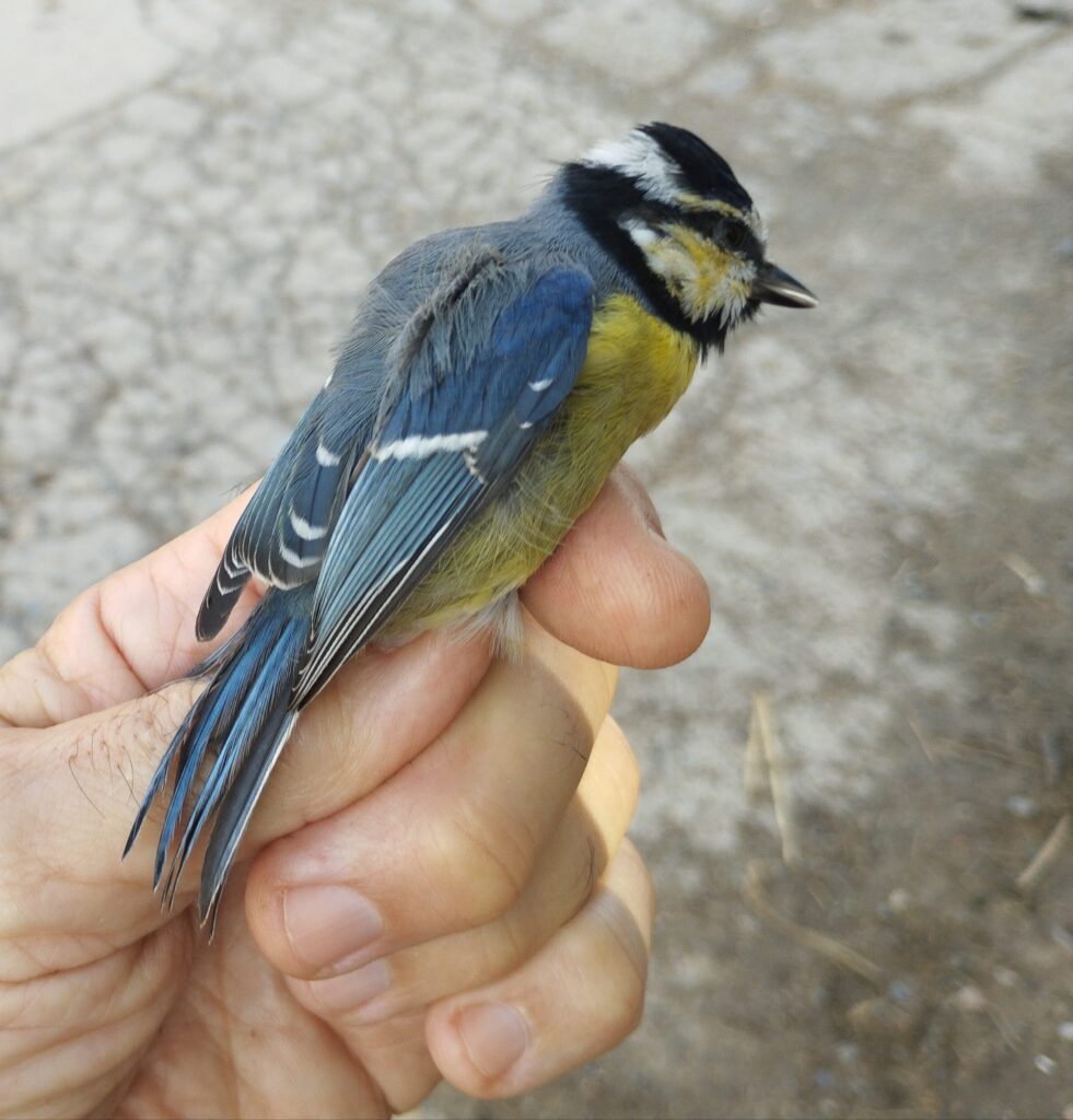 Herrerillo canario