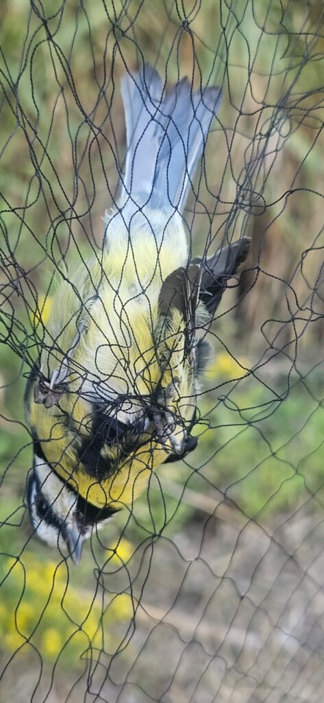 Herrerillo canario en la red