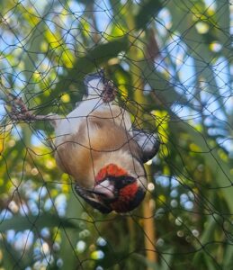 Jilguero europeo en la red