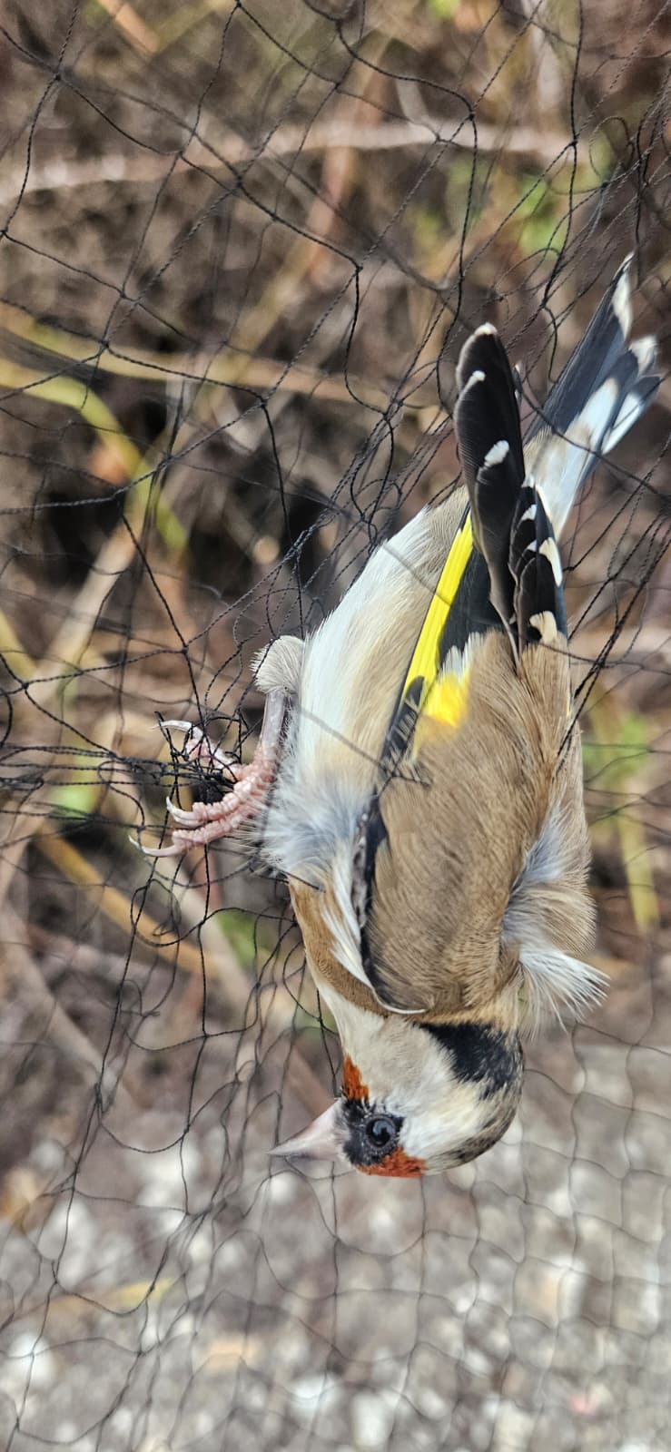 Jilguero europeo en la red