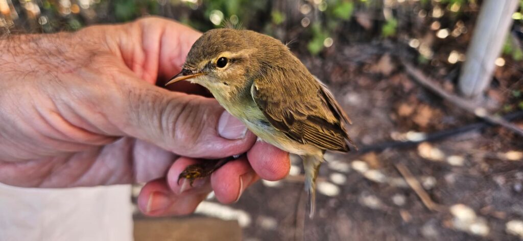 Mosquitero musical