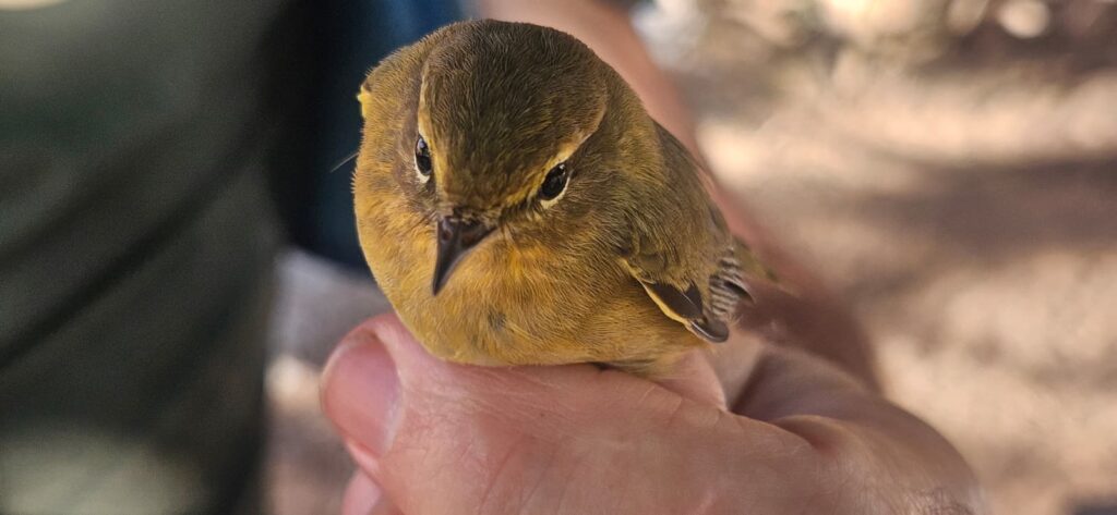 Mosquitero común