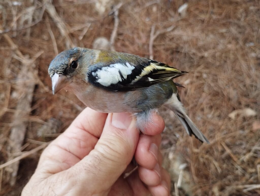 Pinzón magrebí macho
