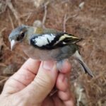 Pinzón magrebí macho