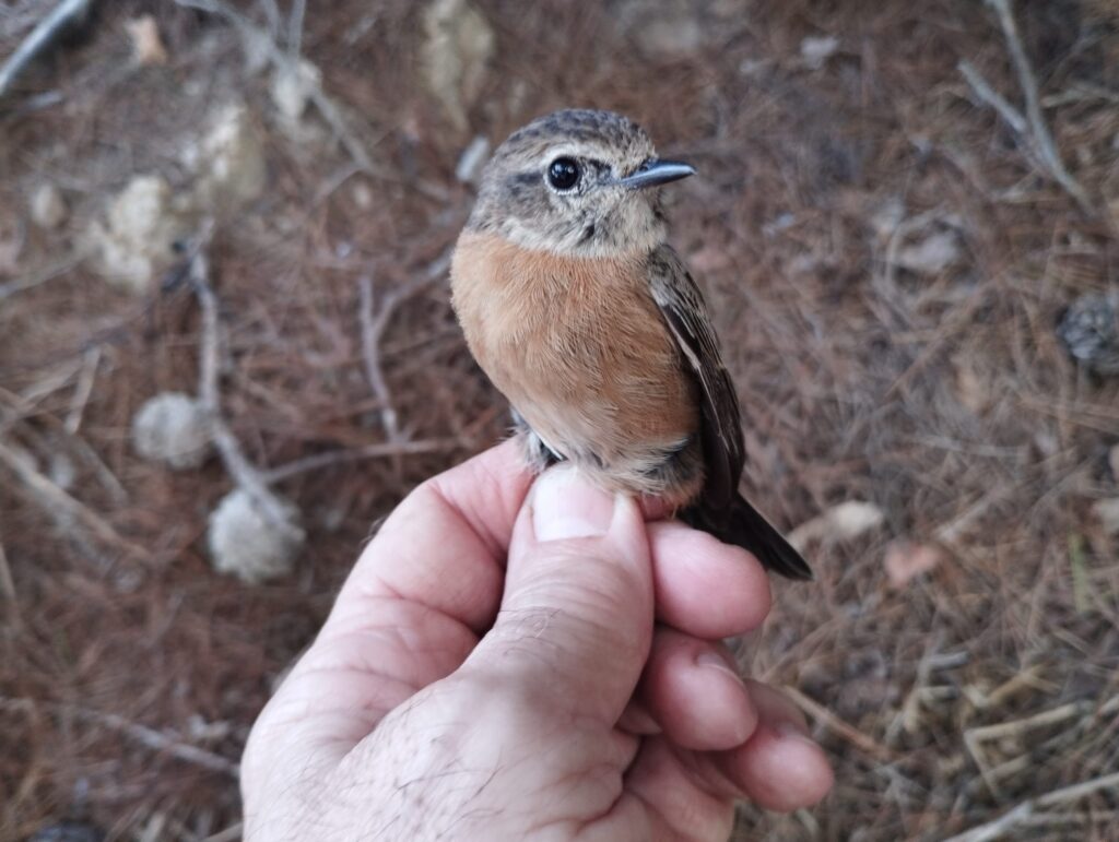 Tarabilla común, hembra