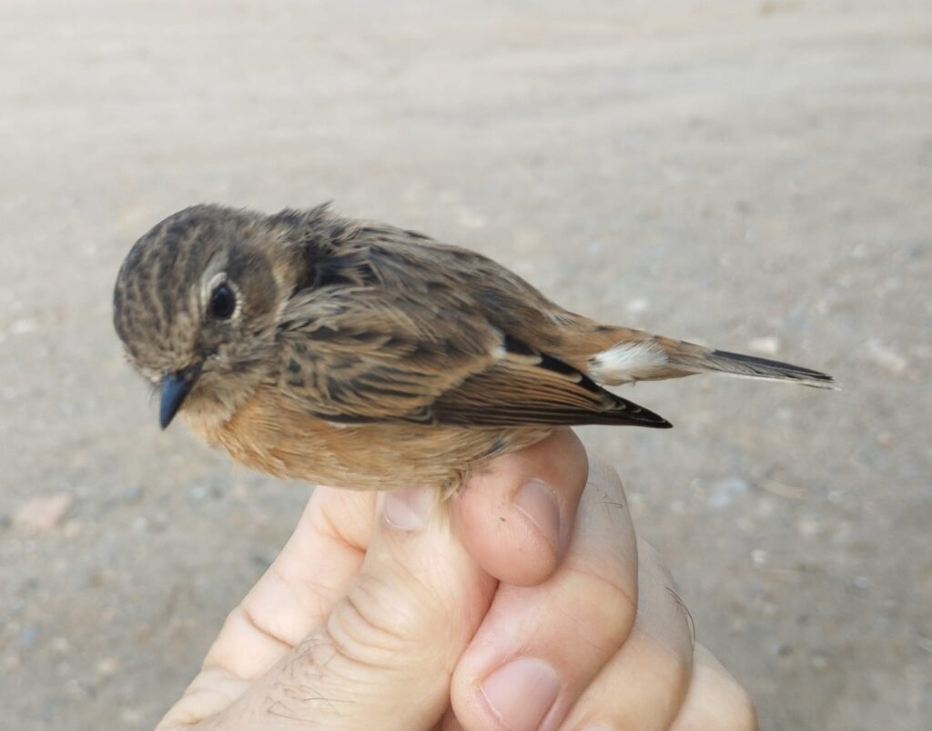 Tarabilla norteña