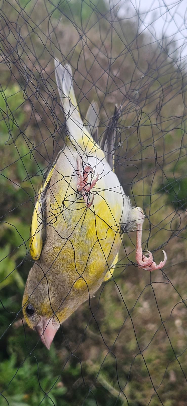 Verderón común en la red