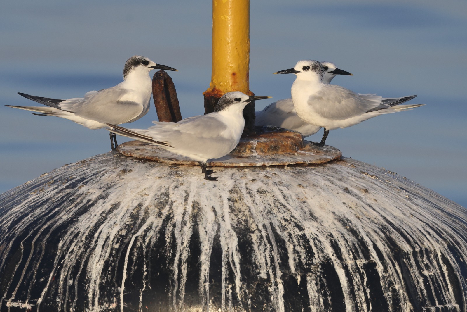Charranes patinegros