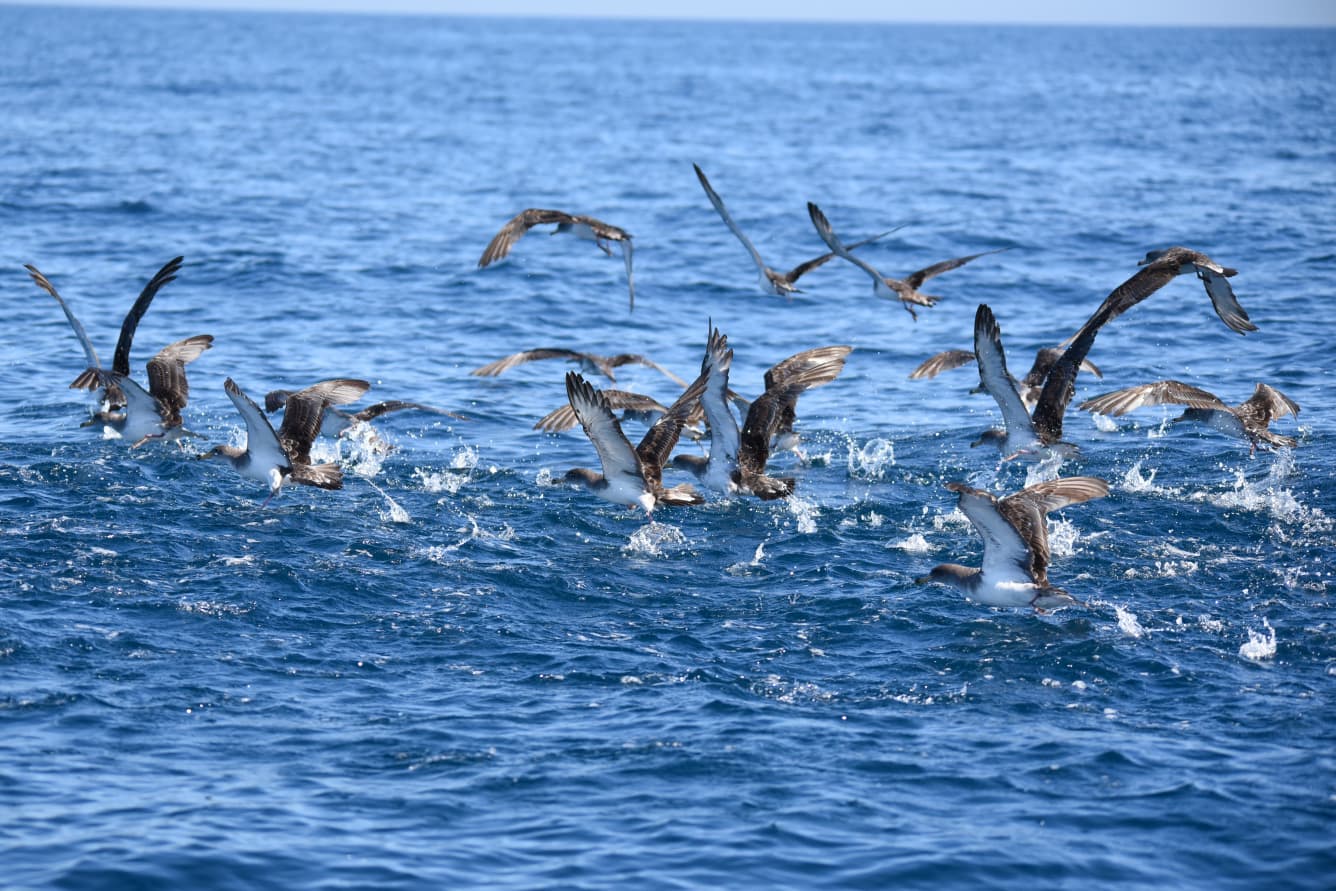Grupo de pardelas cenicientas
