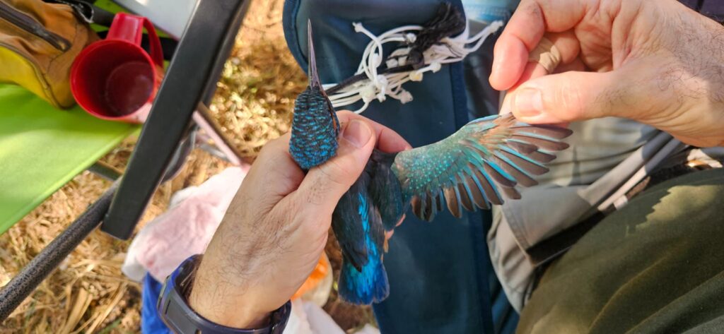 Ala extendida del Martín pescador