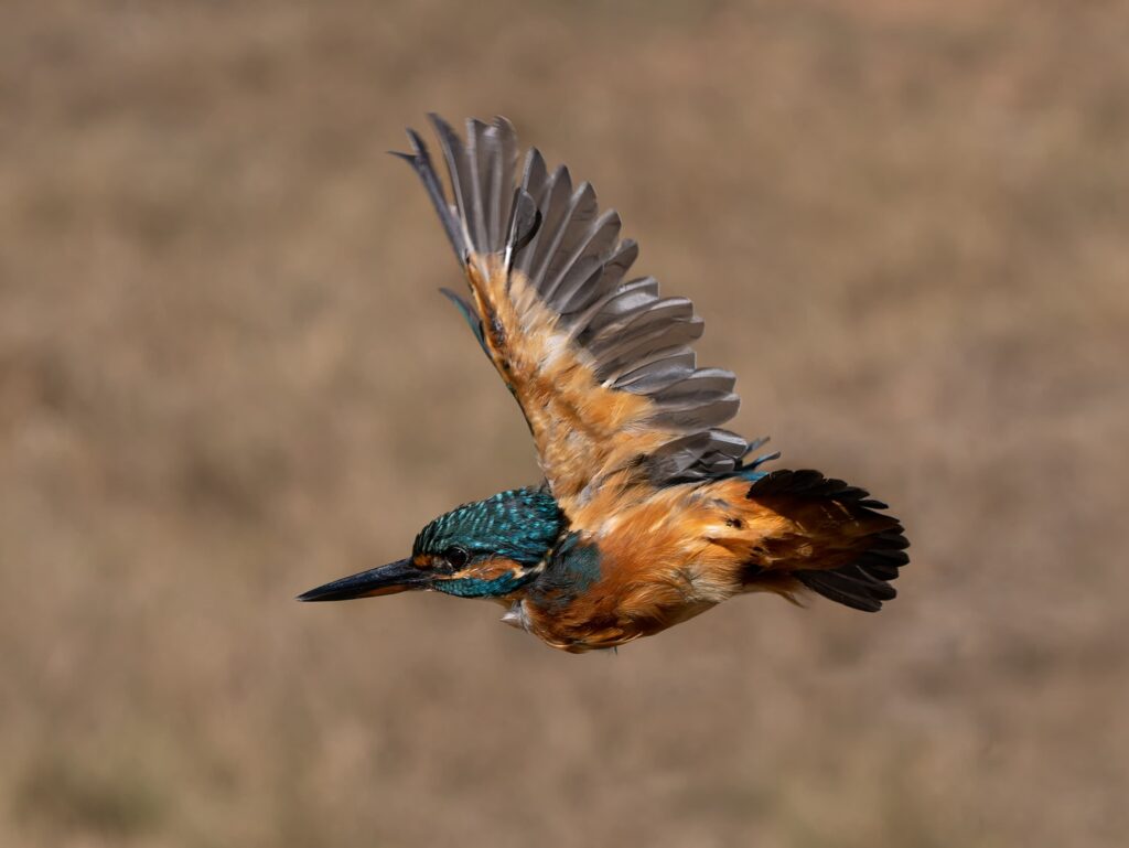 Martín pescador captado en vuelo por la cámara de Félix Fernández