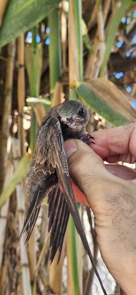 Vencejo pálido recuperado y liberado en el Azud