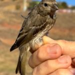 Camachuelo carminoso