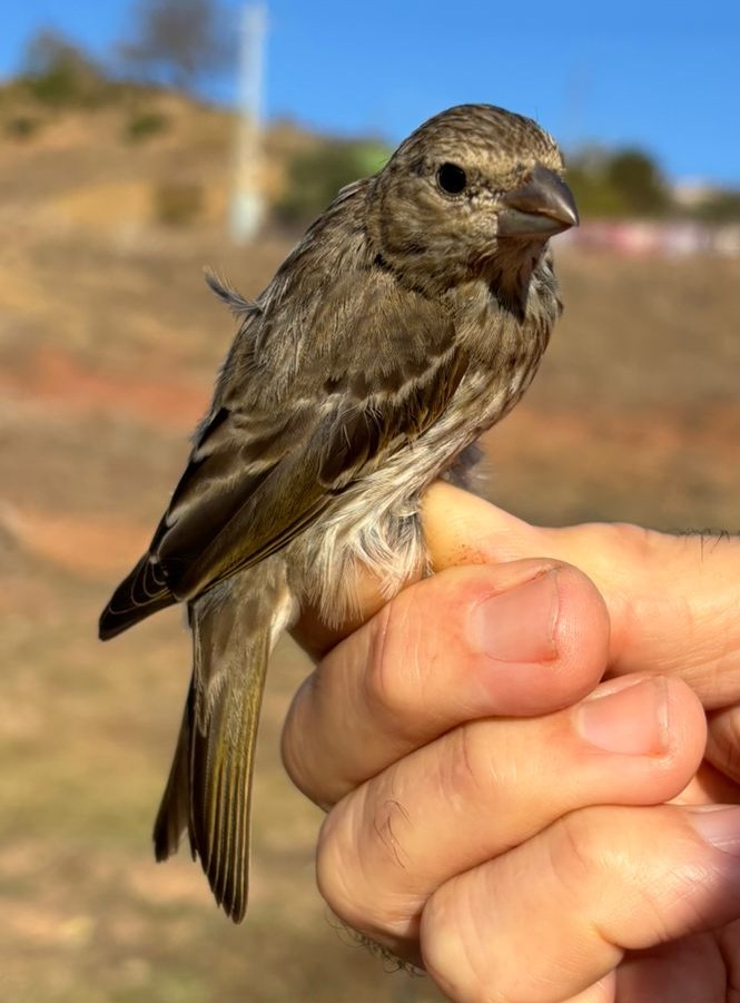 Camachuelo carminoso