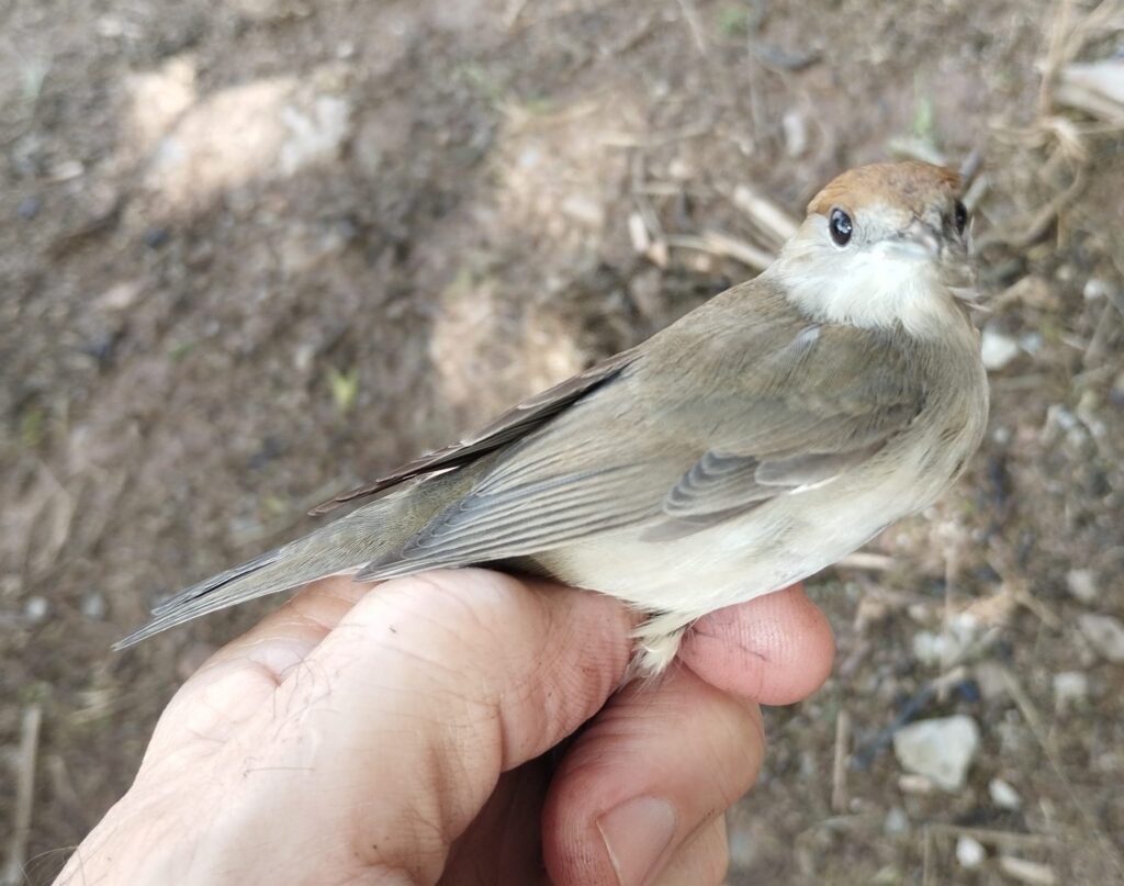 Curruca capirotada, hembra