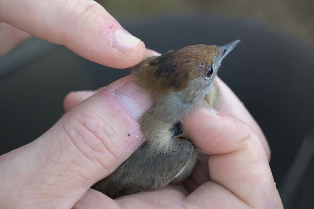 Detalle del plumaje de la cabeza de una de las Currucas capirotadas. Foto: Felix Fernández