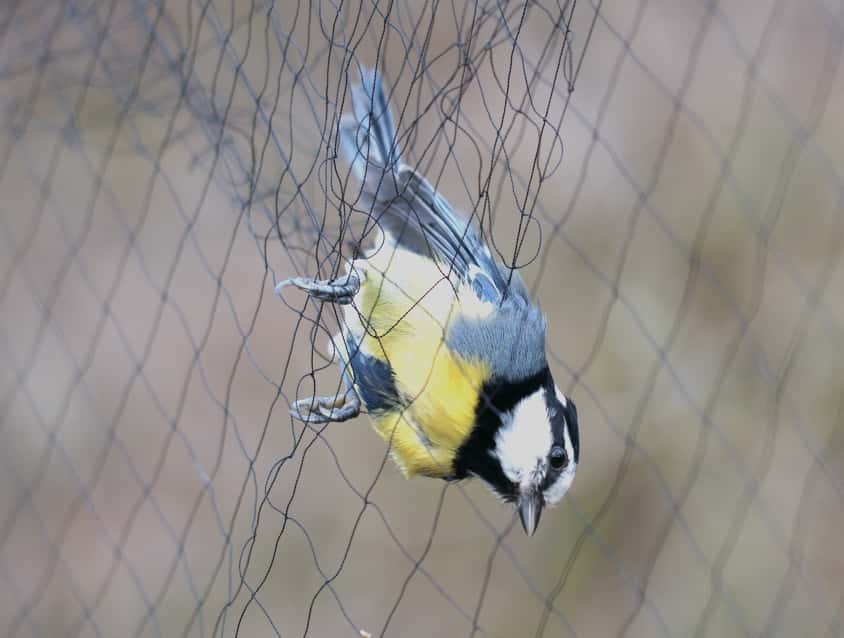 Herrerillo canario en la red