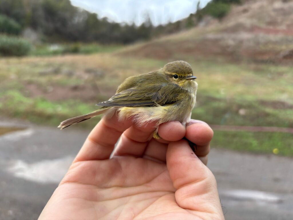 Mosquitero común. Foto: Manuel Rodríguez Ríos