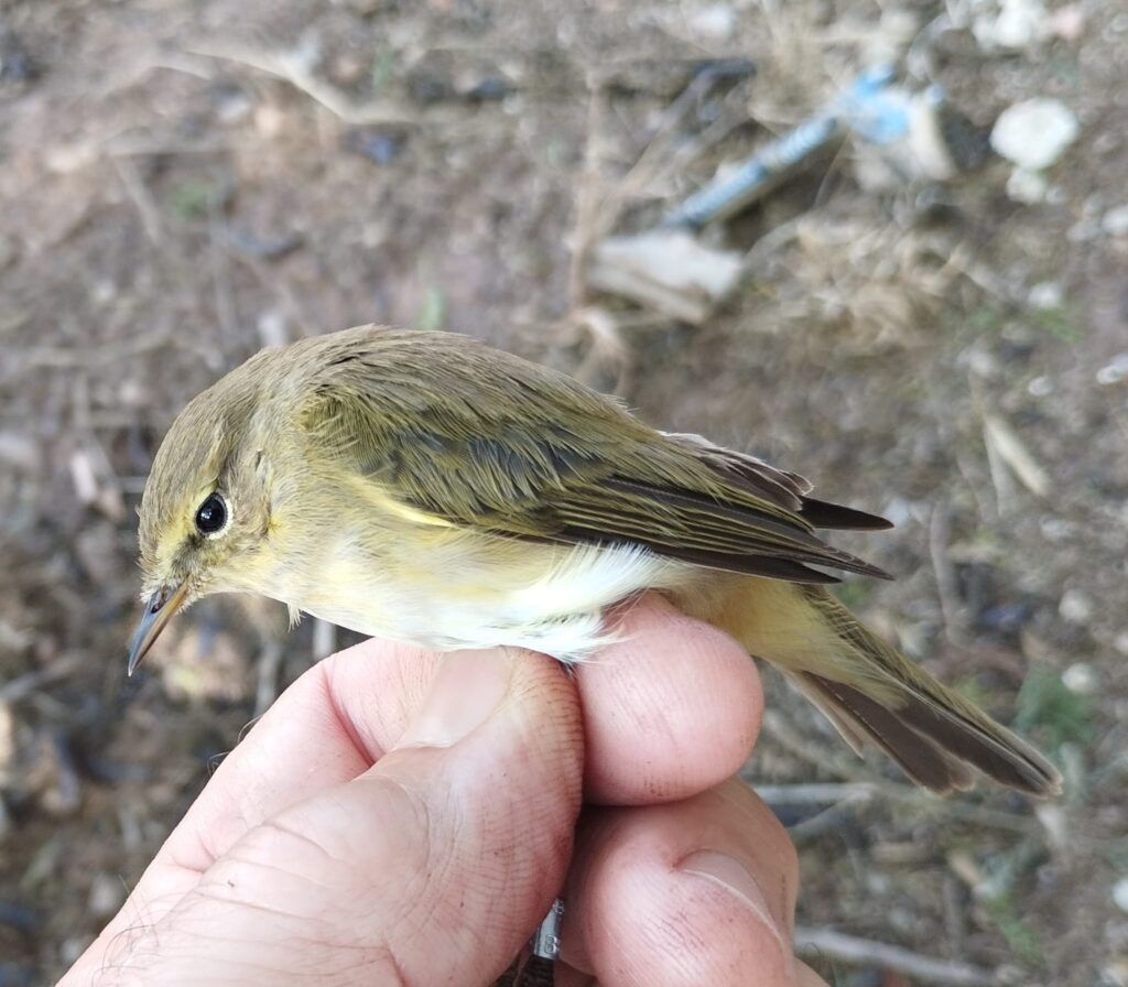 Mosquitero común