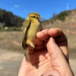 Mosquitero ibérico