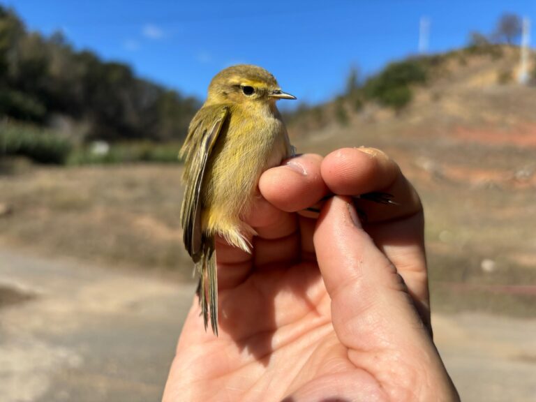 Mosquitero ibérico