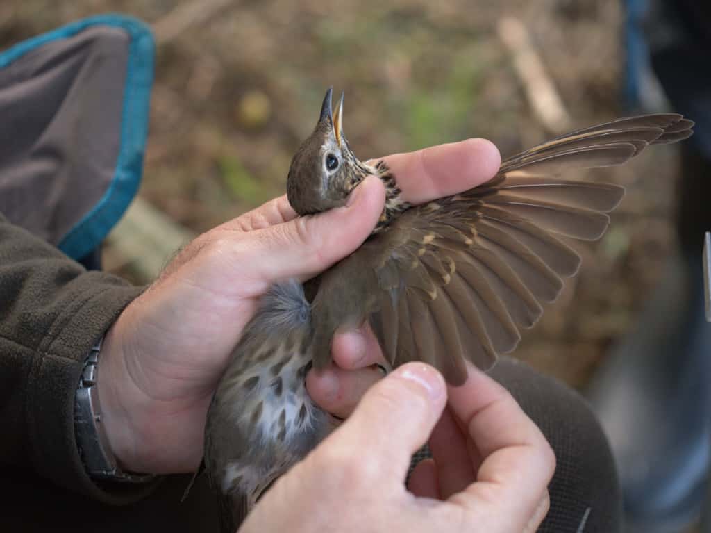 Ala extendida del Zorzal común