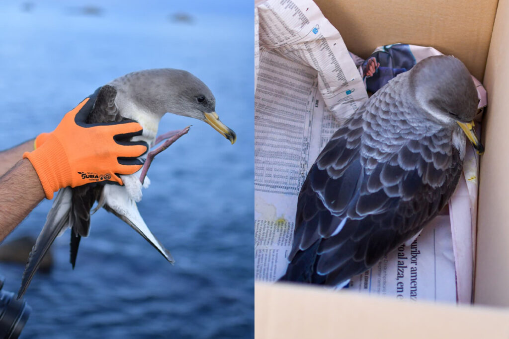 Portada pardelas iluminación