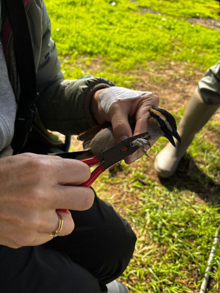 Anillando el ave