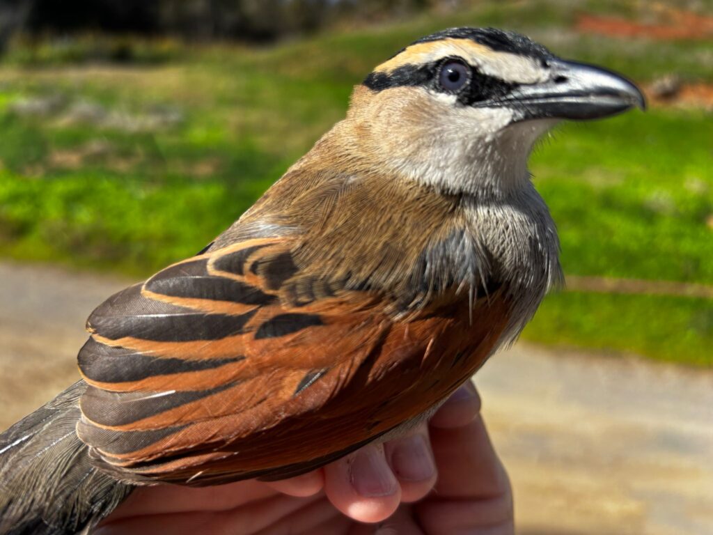 Vista cercana del Chagra