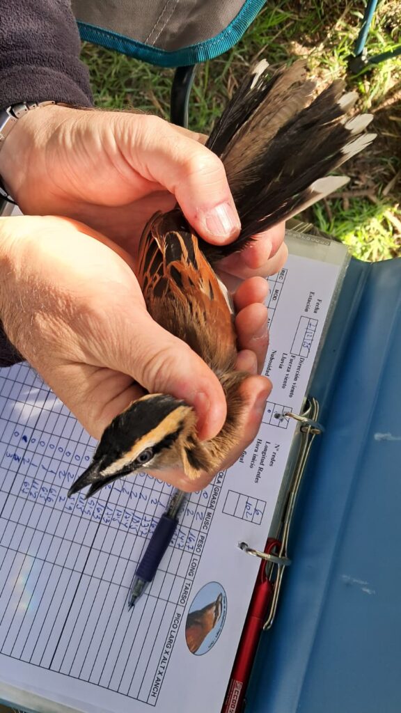 Exámen del estado del plumaje de la cola