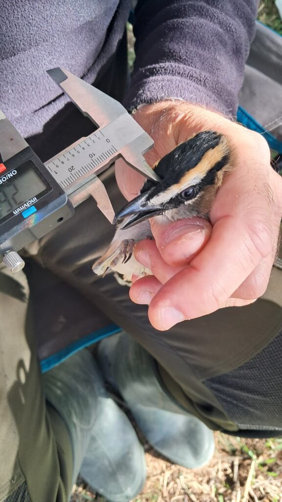 Medida de la longitud pico-cráneo