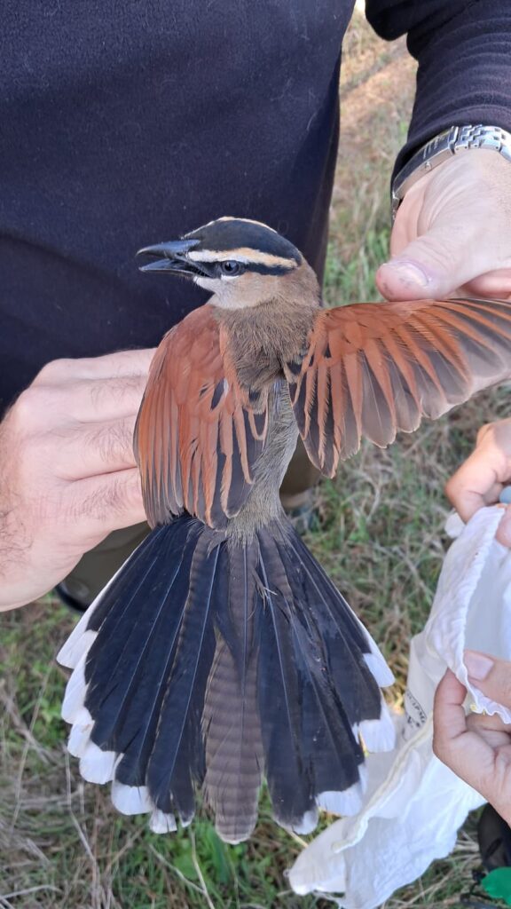 Vista desde arriba del plumaje de uno de los chagras.