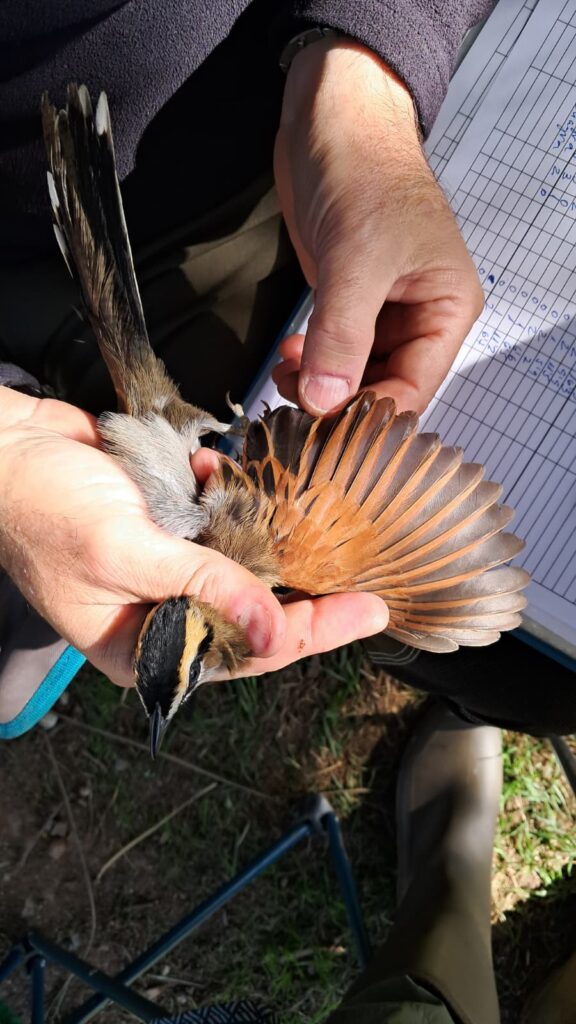 Exámen del estado del plumaje del ala