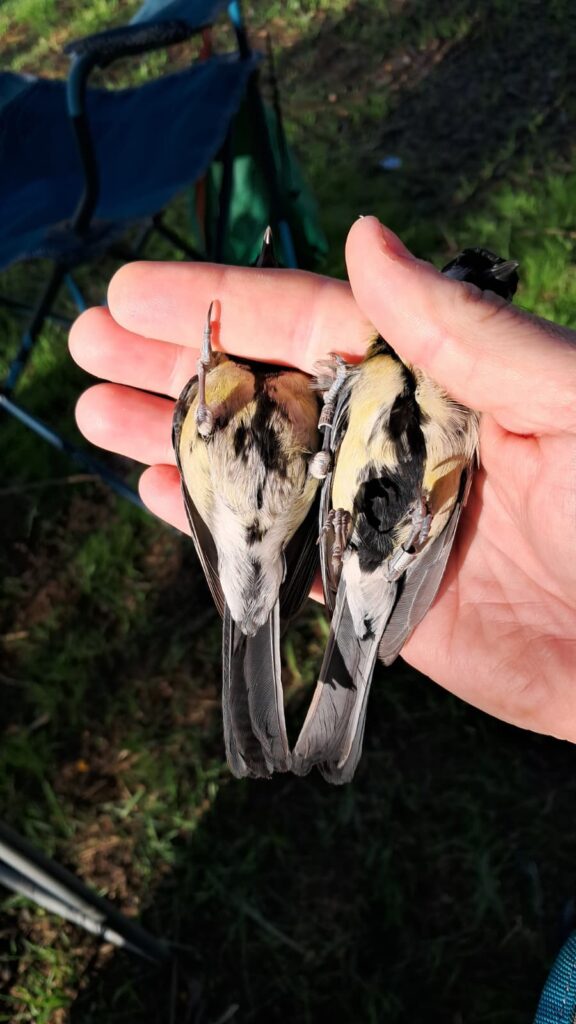 Comparativa de la extensión del la mancha negra ventral en un macho y una hembra de Carbonero común