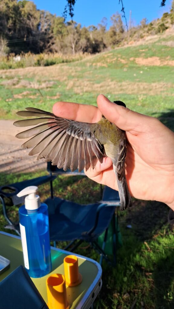 Examinando el estado del plumaje del ala del Carbonero común