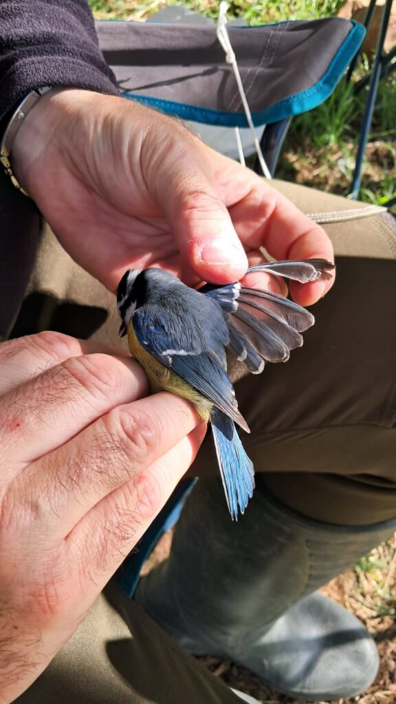 Examinando el plumaje del ala del Herrerillo canario