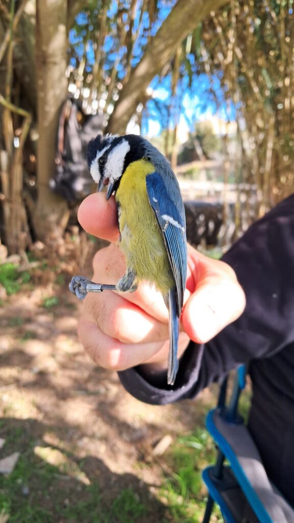 La agresividad del Herrerillo picando al anillador le hace olvidadar que esta libre