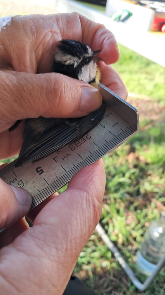 Midiendo la longitud del ala del Herrerillo canario