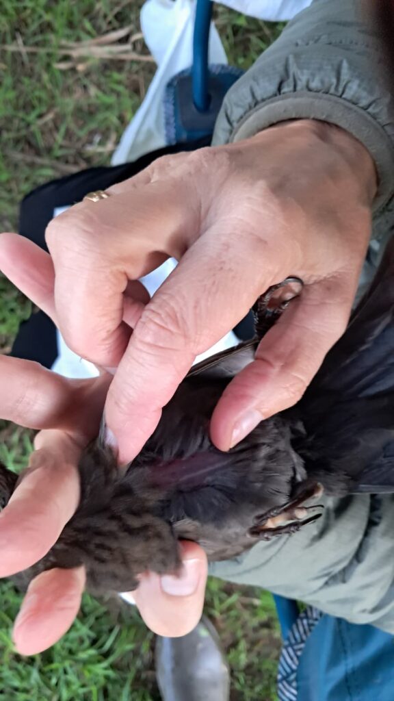 Verificando el estado del musculo y la acumulación de grasa