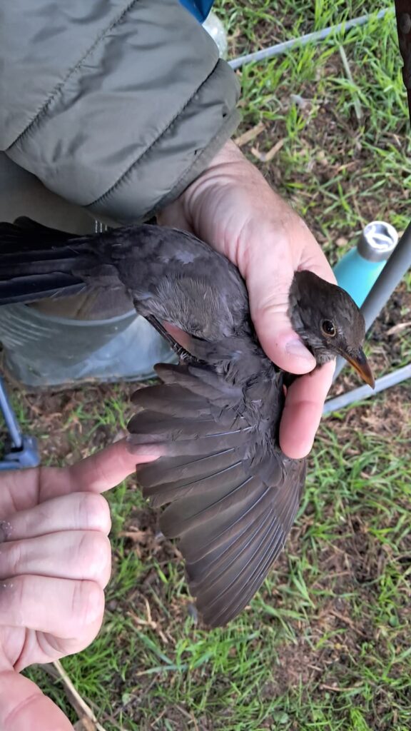 Mirlo común examinando el ala