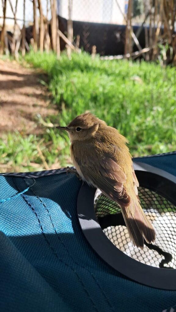 Mosquitero común se posa en la silla tras su liberación