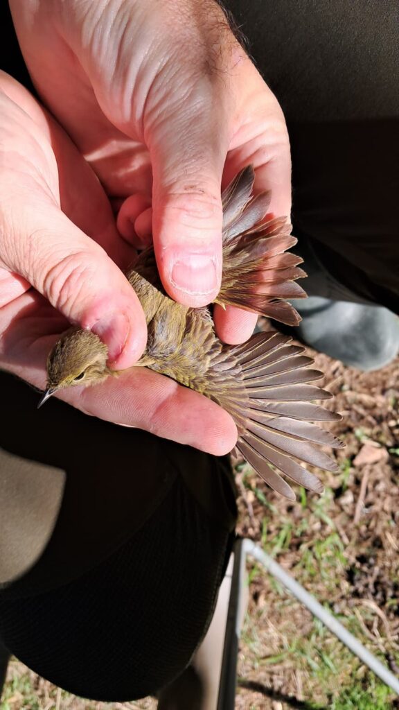 Examinando el ala de uno de los mosquiteros comunes