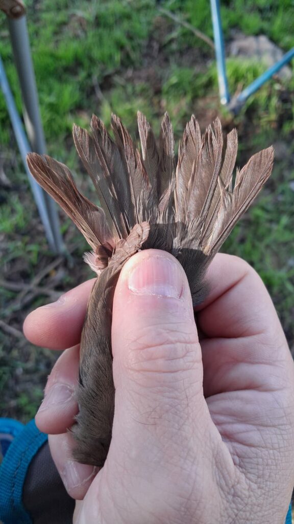 Comprobando desgaste y forma de la punta de la cola del Petirrojo europeo.