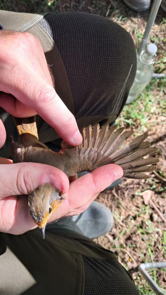 Examen del plumaje del ala del Petirrojo europeo