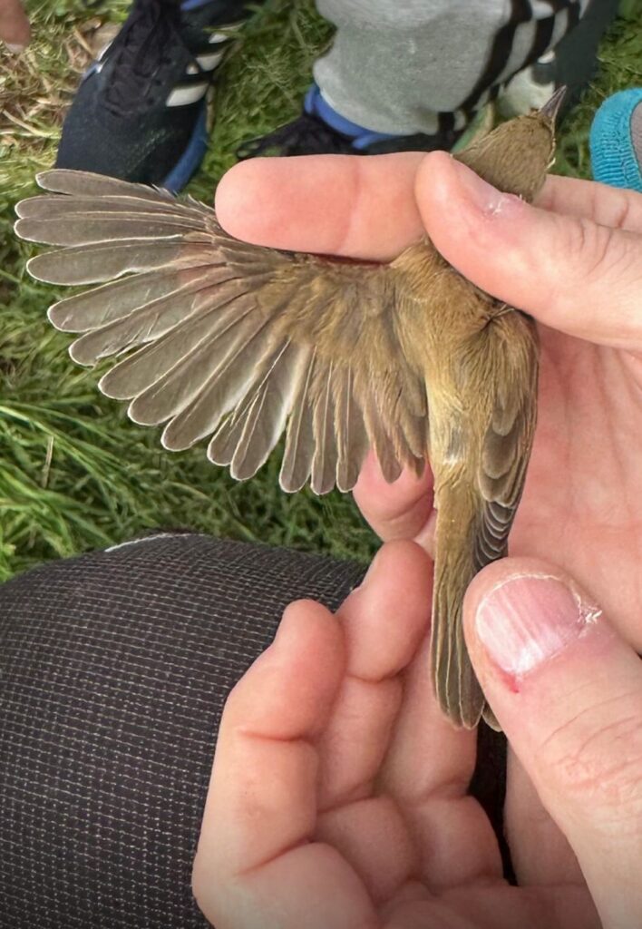Detalle del ala del mosquitero