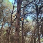 Colocando una caja nido en pino